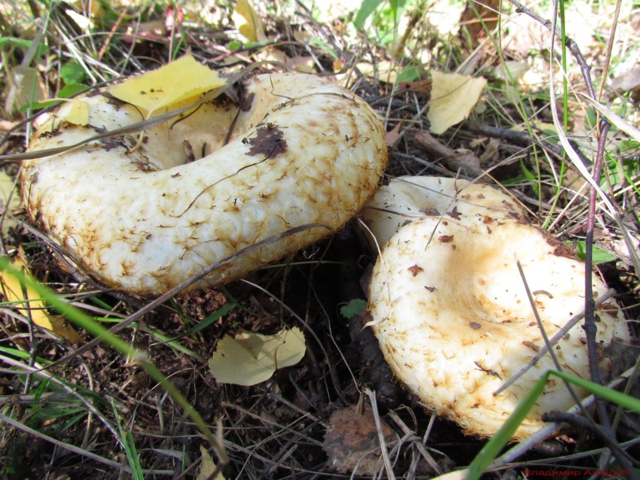 Валуй гриб съедобный