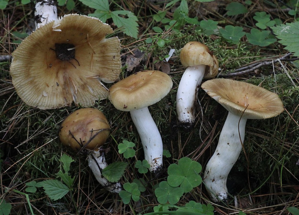 Валуи грибы