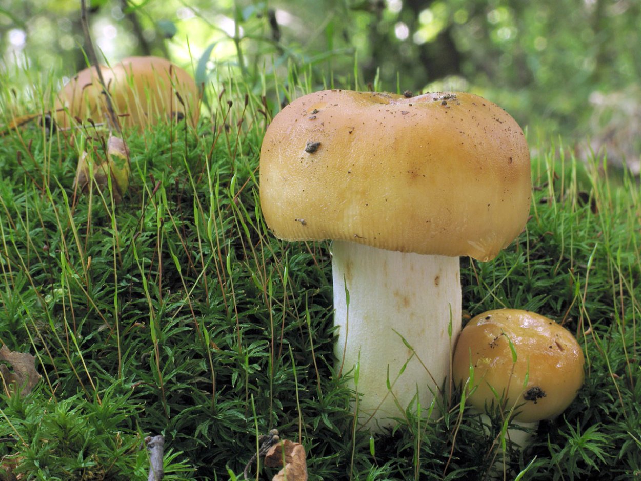 Валуи подтопольники