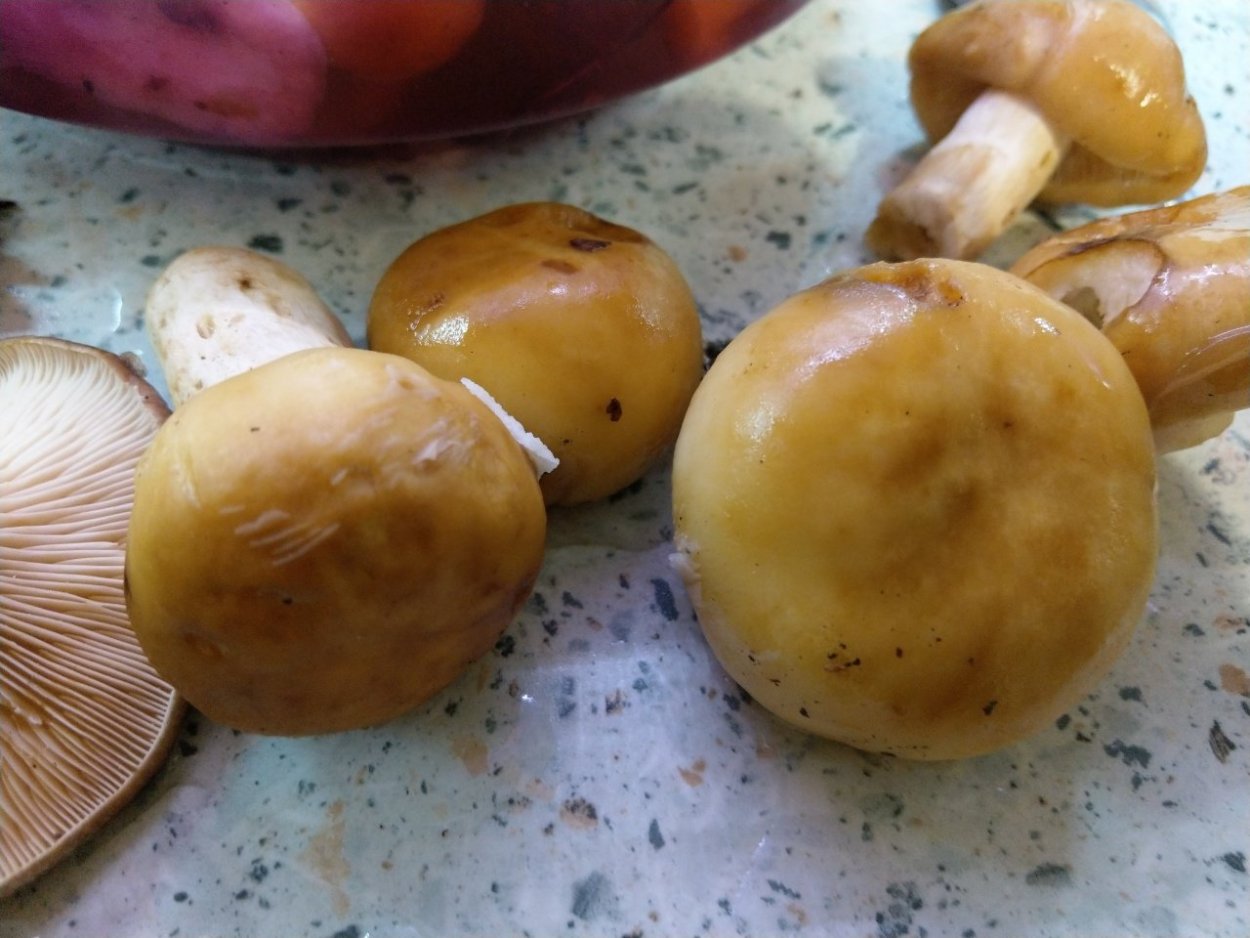 Гриб Валуй в Бору