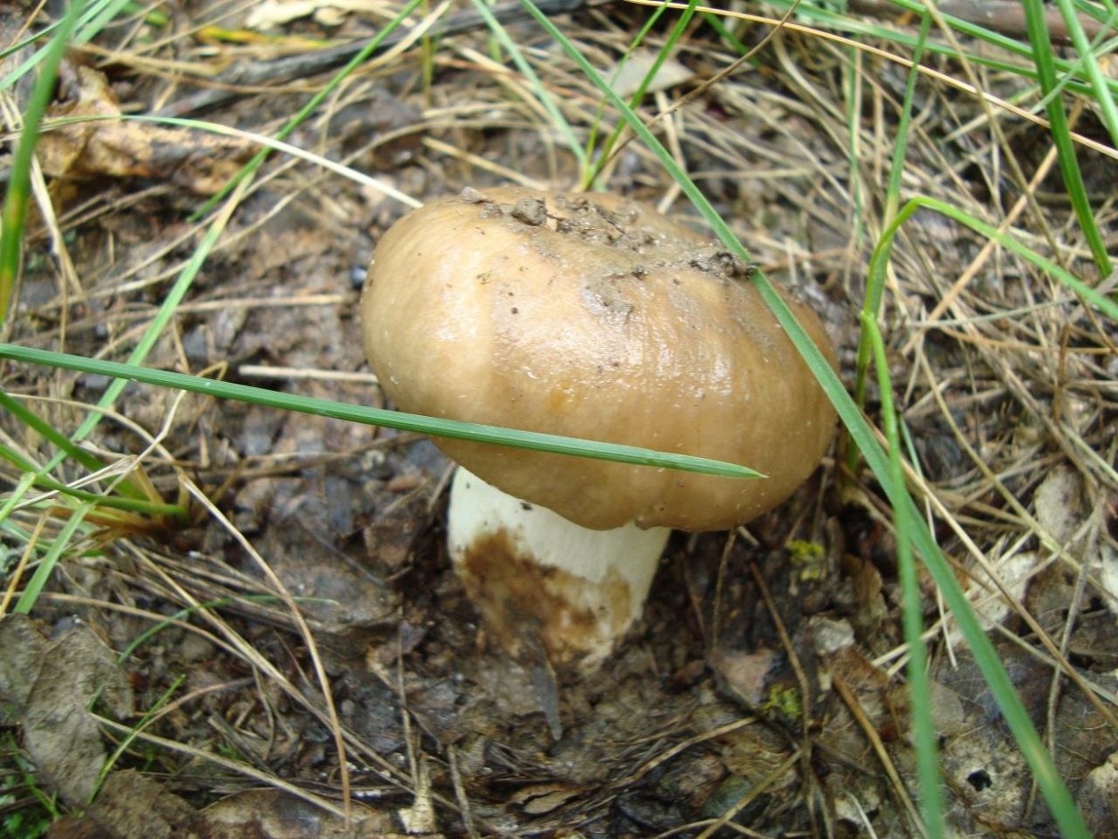 Валуй (гриб) и маслята