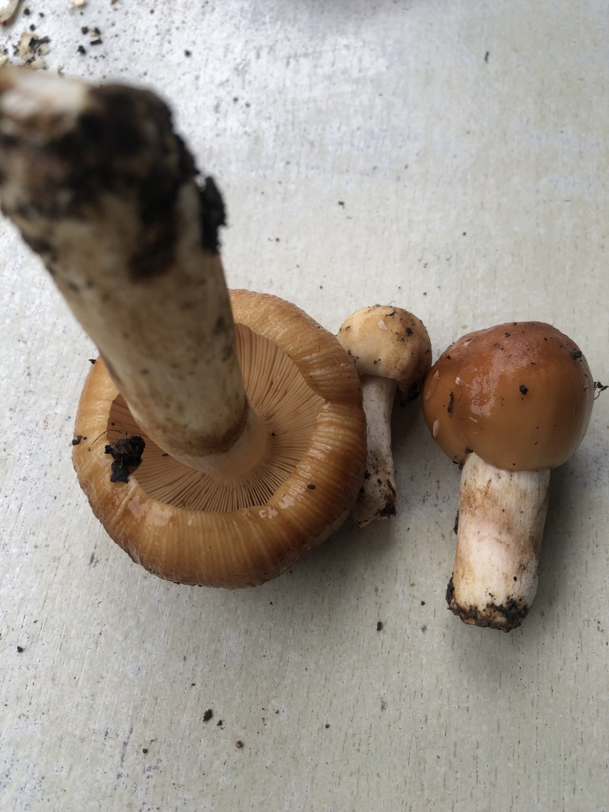 Консервированные грибы