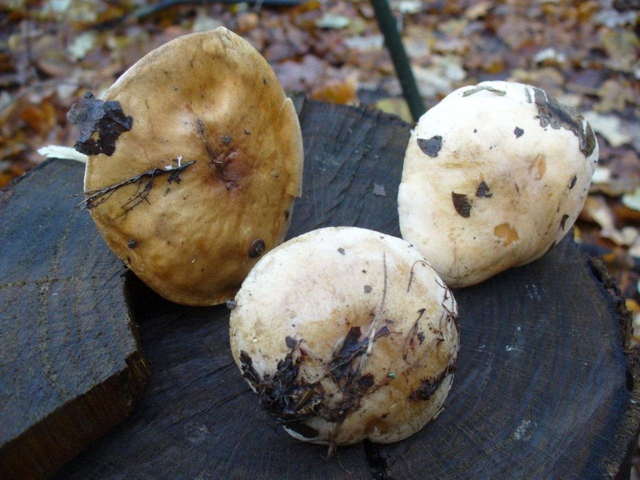 Кульбики грибы соленые