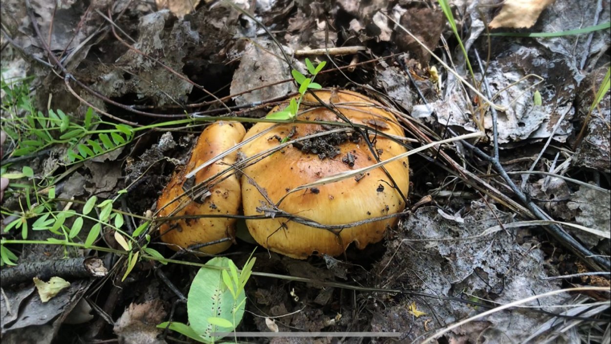 Белла Валуй