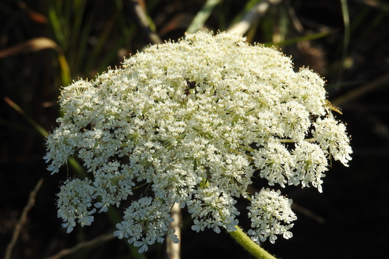 Daucus carota цветок