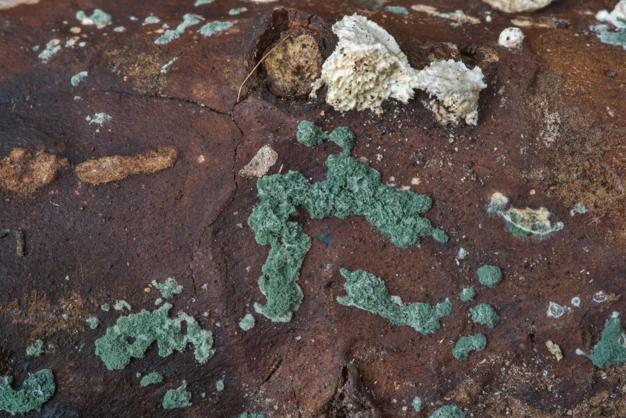 Elaeomyxa Cerifera