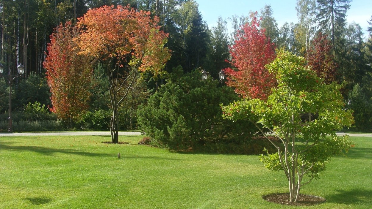 Клен японский Acer palmatum Trompenburg