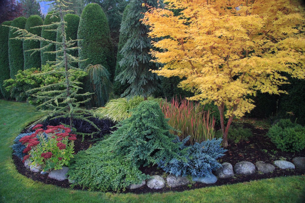 Acer palmatum Shaina