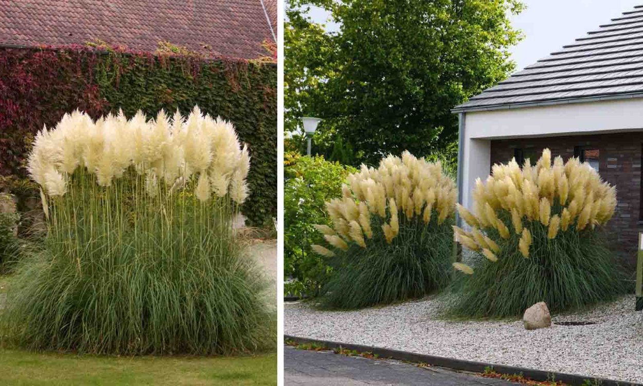 Кортадерия Cortaderia selloana Golden Goblin