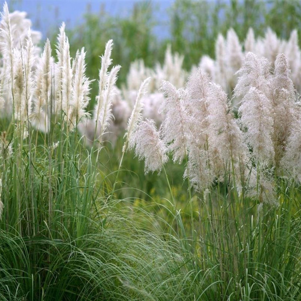 Кортадерия Cortaderia Pink Feather