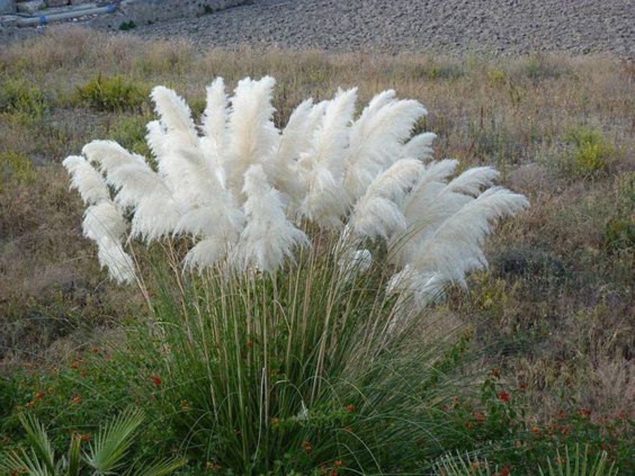 Кортадерия Cortaderia selloana