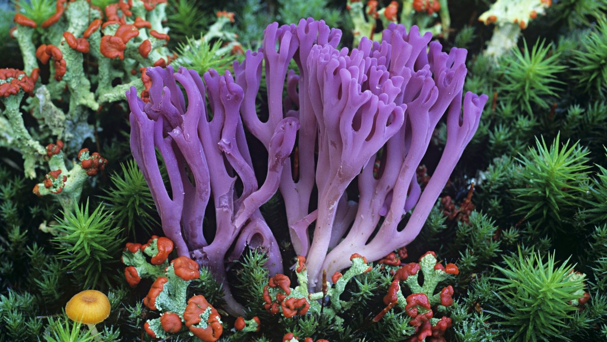 Трубчатый коралл Diphyphyllum