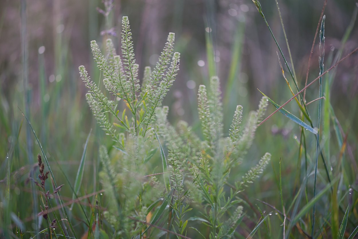 Клоповник широколистный (Lepidium latifolium l.)