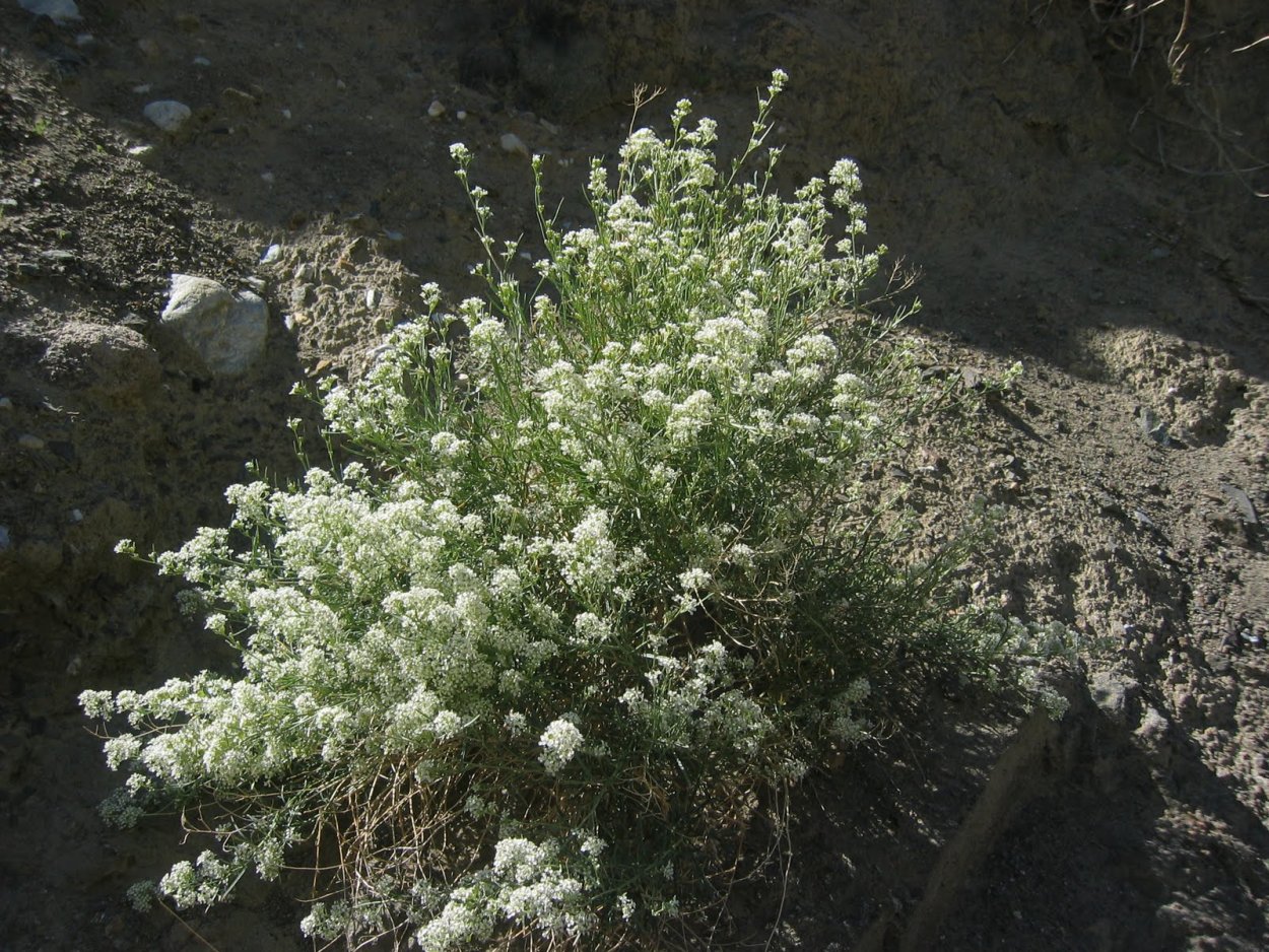 Брусника обыкновенная (Vaccinium Vitis-idaea)