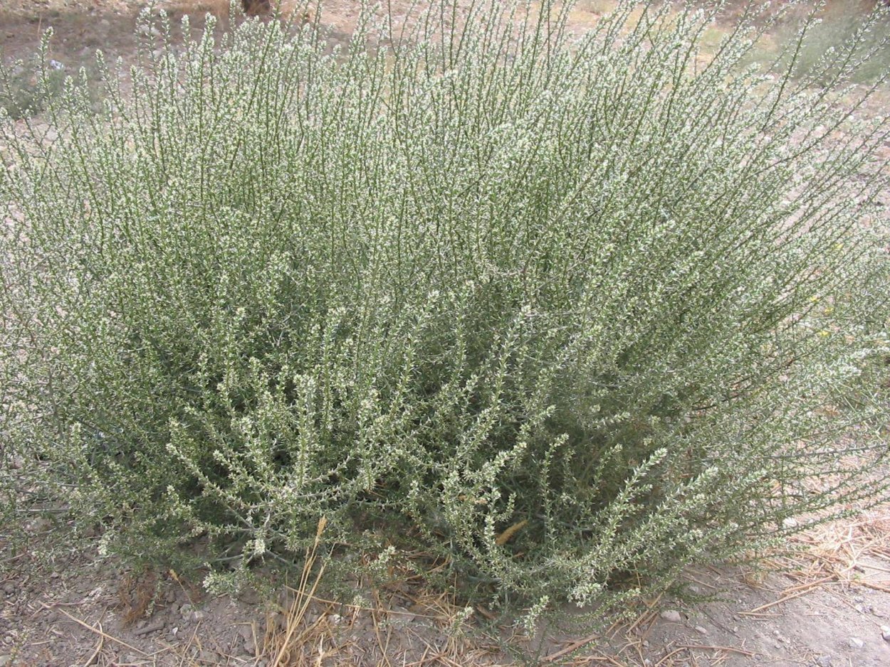 Lepidium latifolium растение