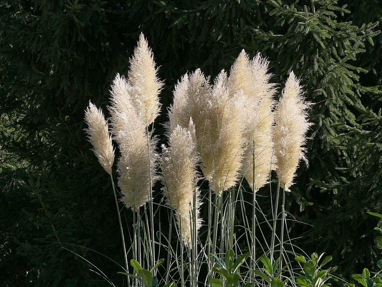 Кортадерия Лилак Скай
