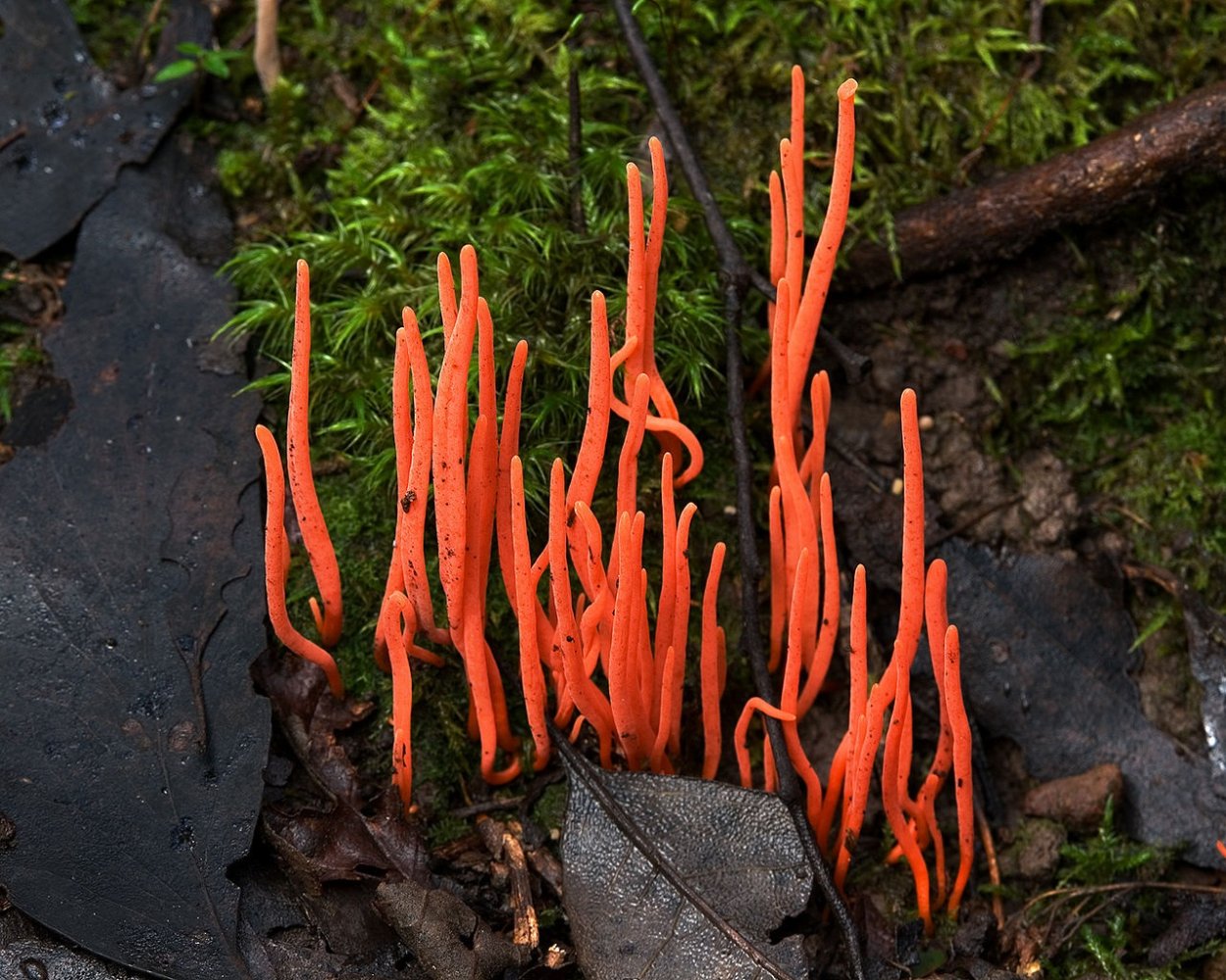 Клавария бледно-бурая (Clavaria zollingeri)
