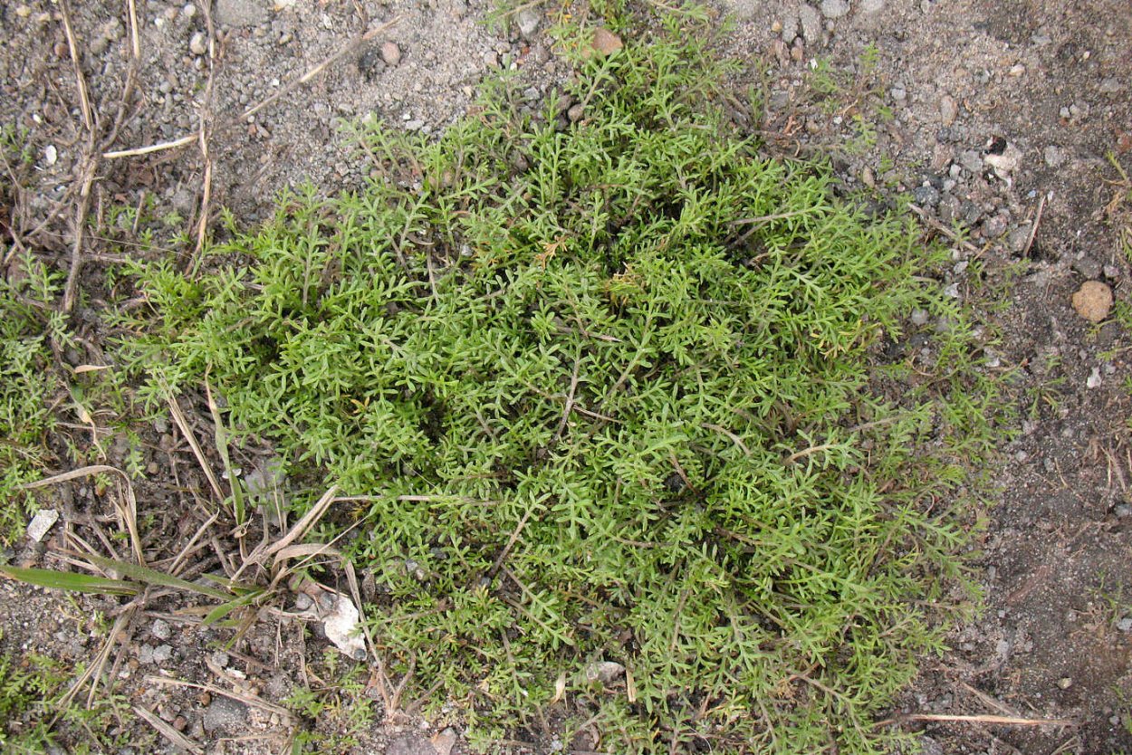 Клоповник мусорный (Lepídium ruderále)