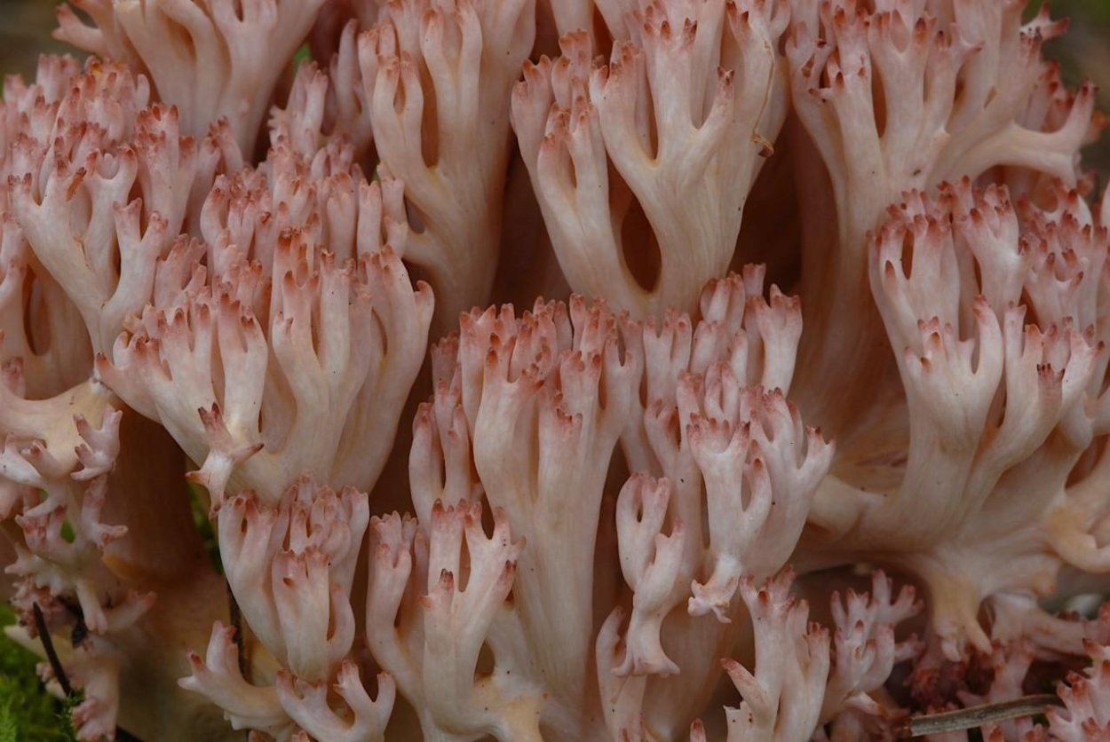 Ramaria Botrytis