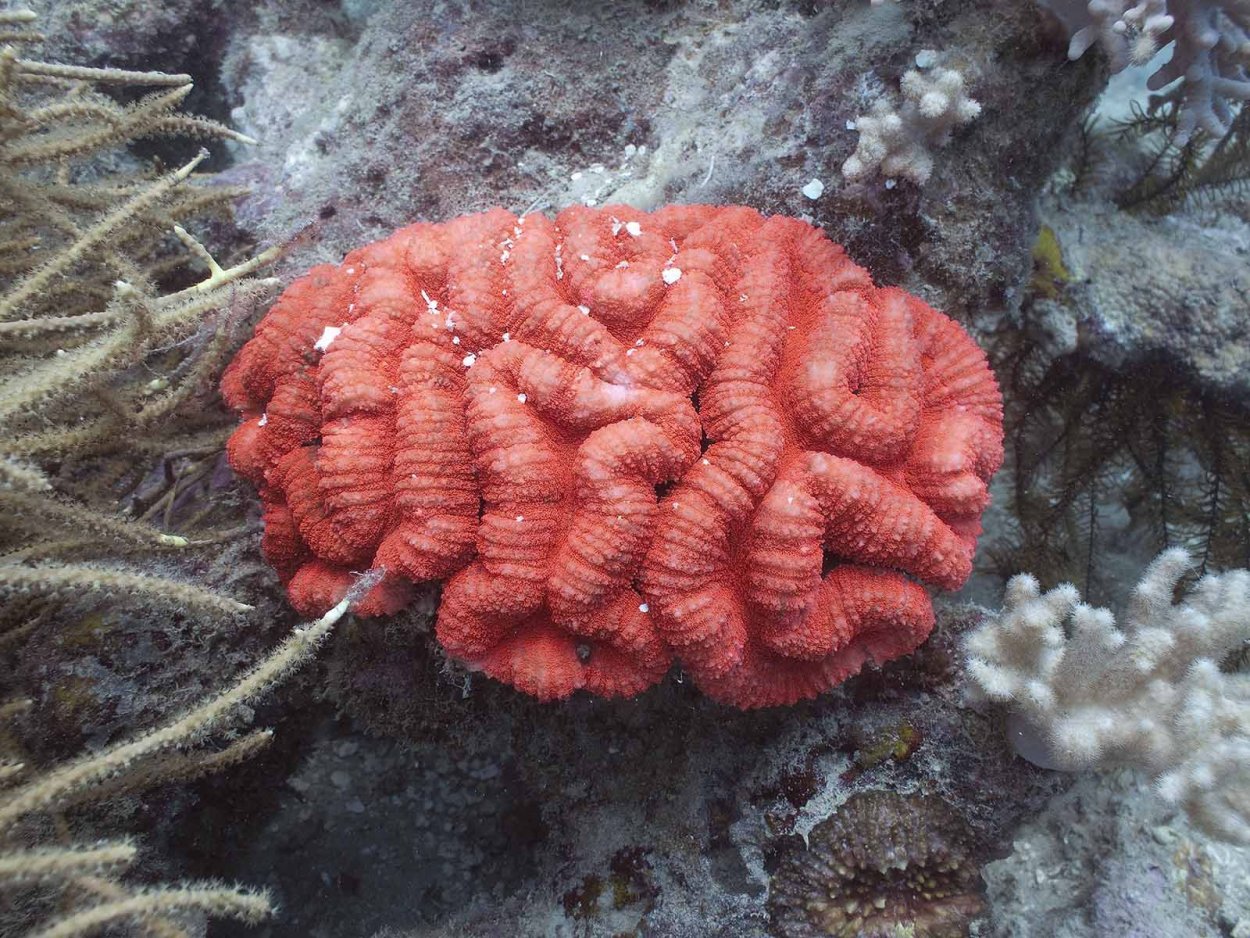 Lobophyllia hemprichii