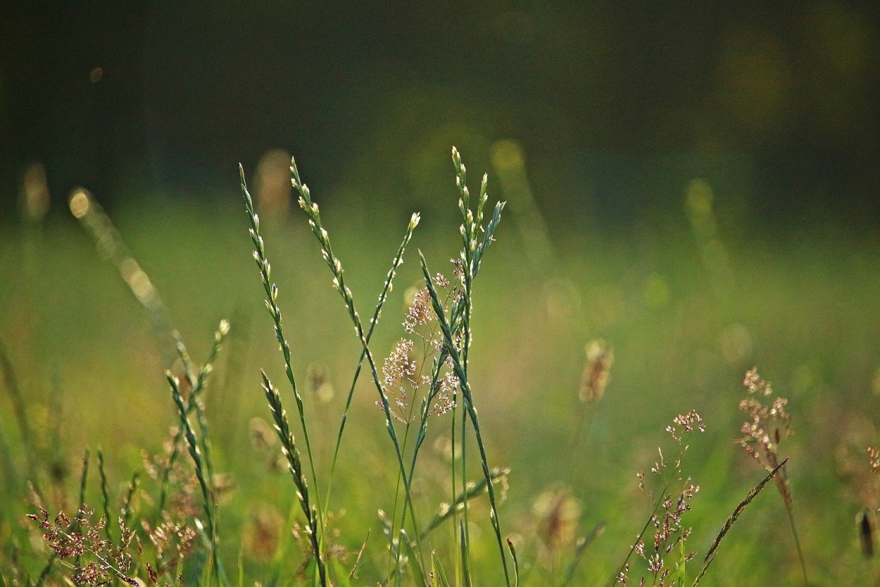 Тысячелистник обыкновенный (Achillea millefolium)