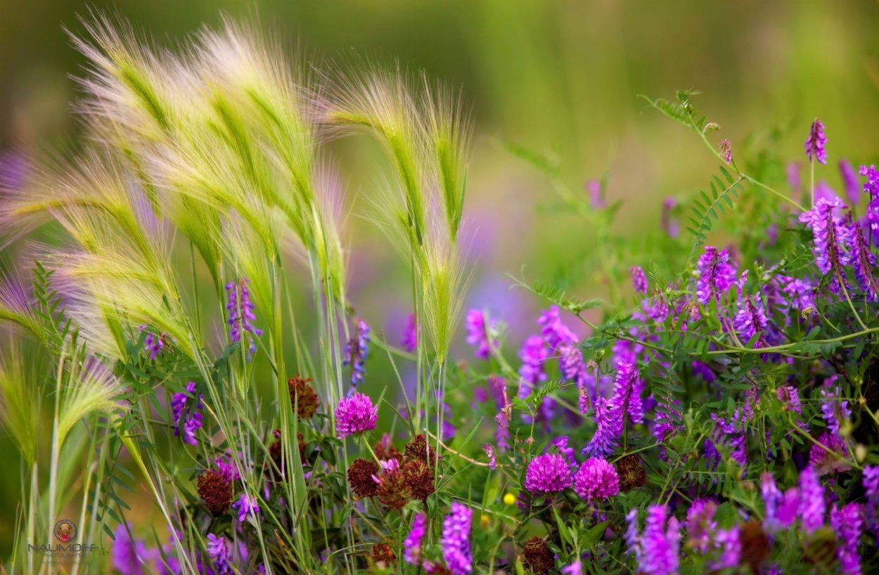 Вероника Дубравная – Veronica officinalis