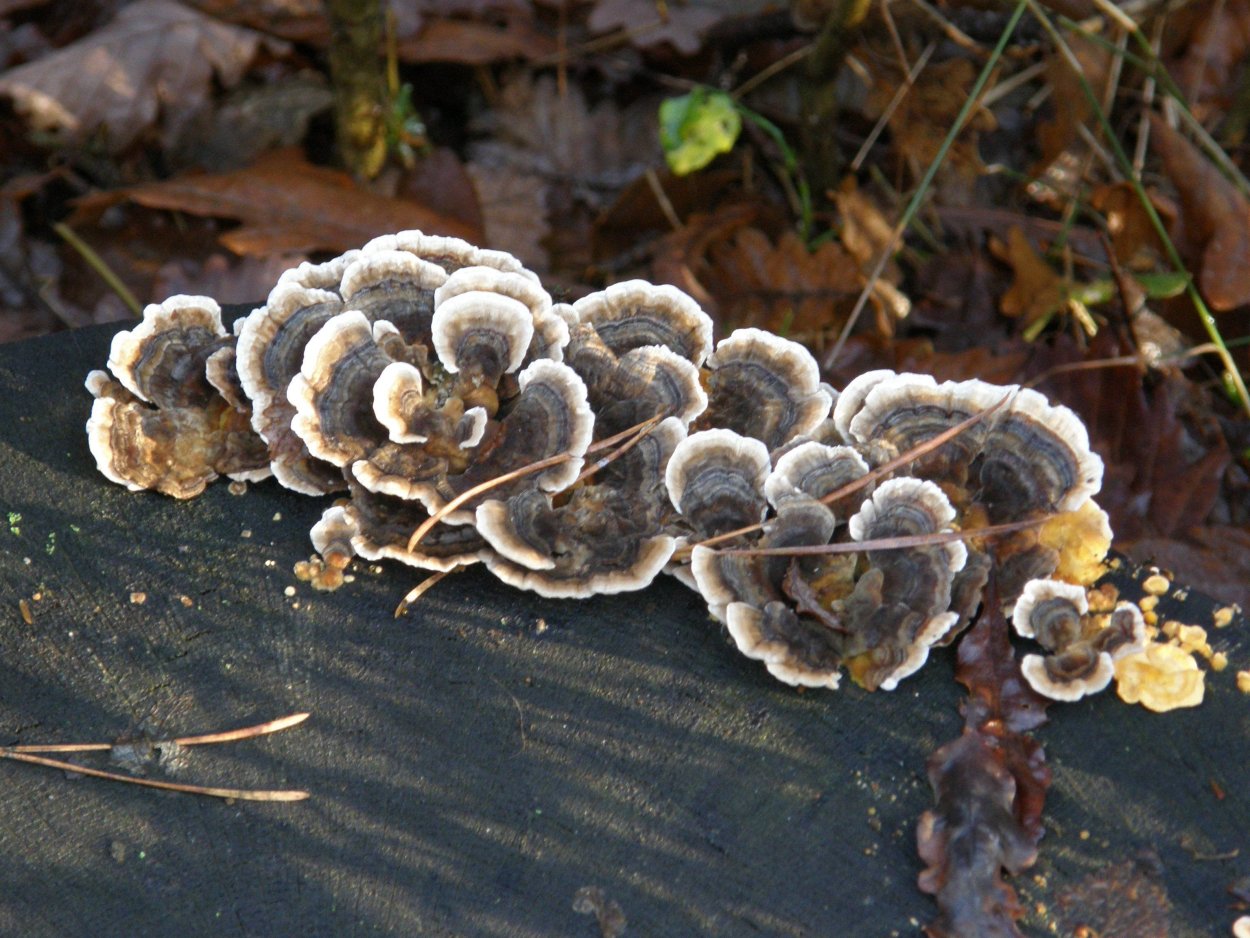 Трутовик Траметес разноцветный trametes versicolor