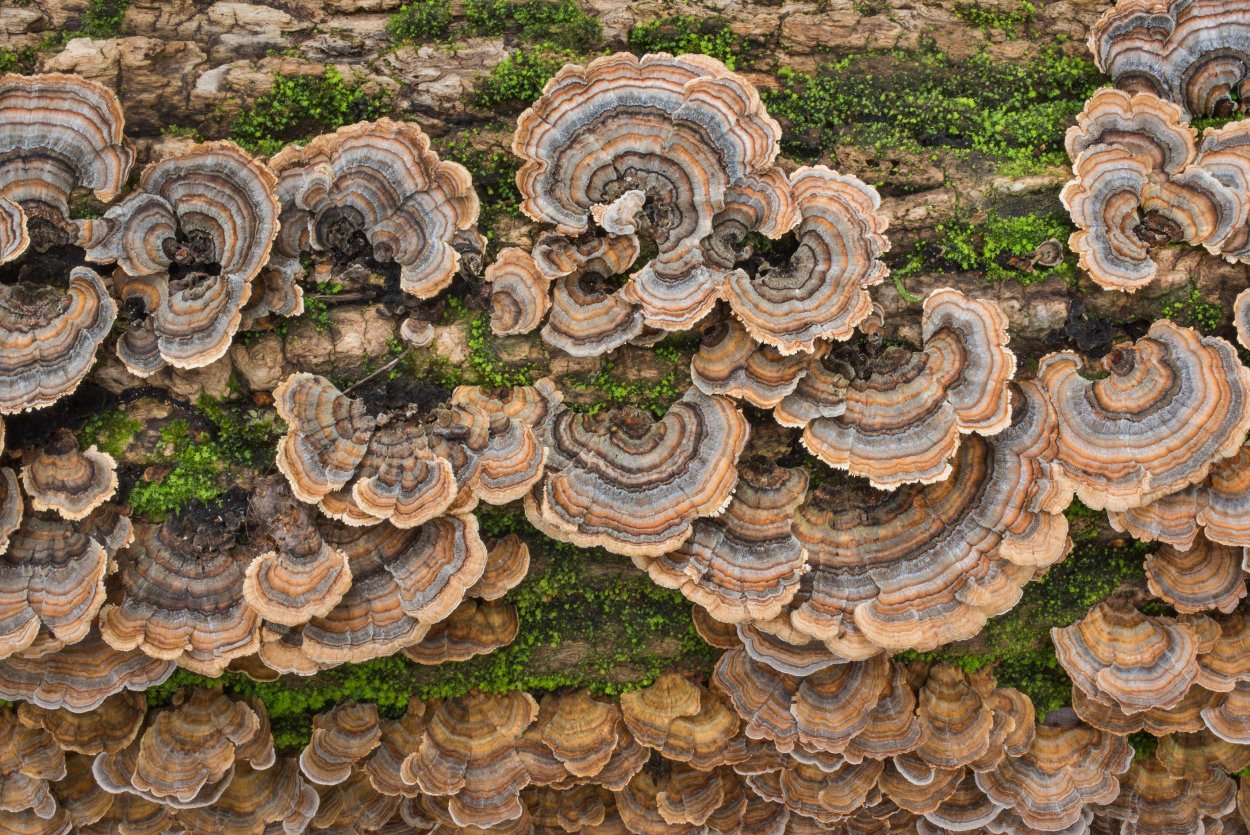 Траметес разноцветный (trametes versicolor)