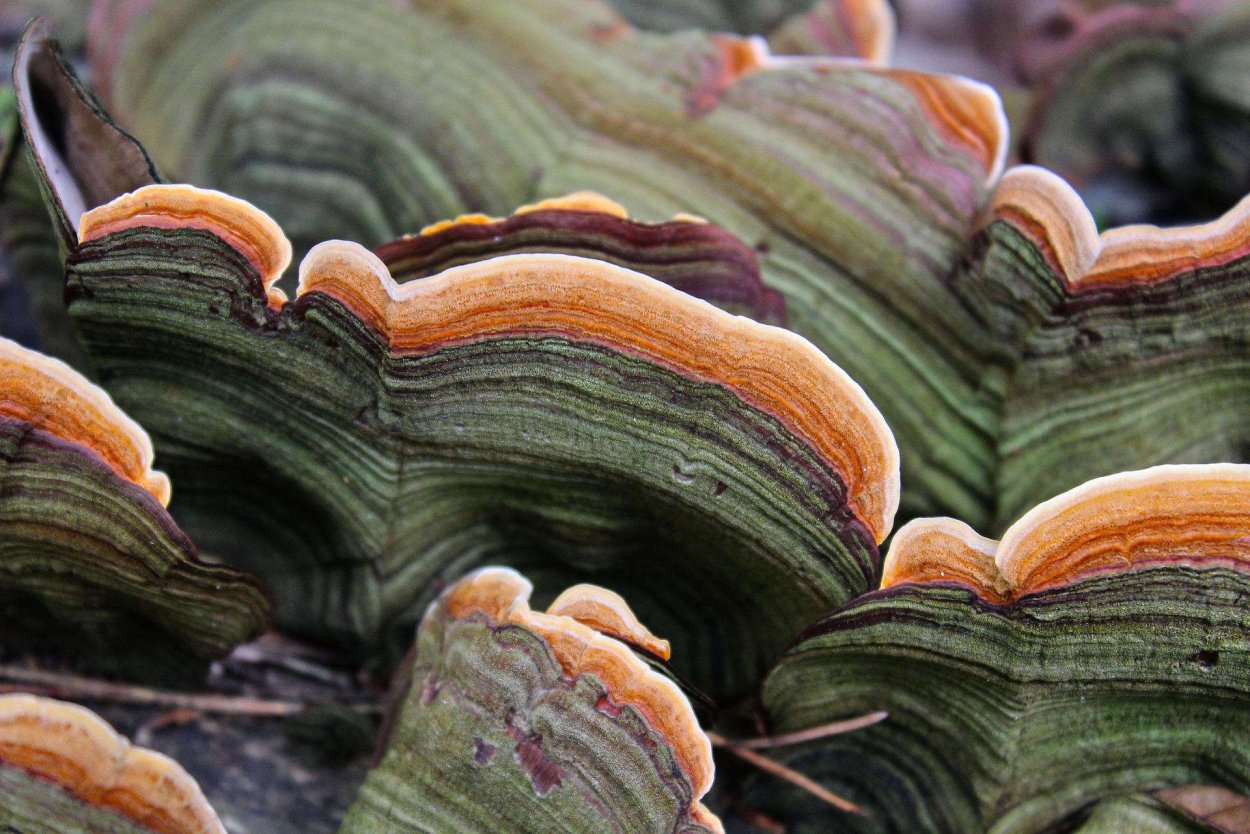 Траметес разноцветный (trametes versicolor)