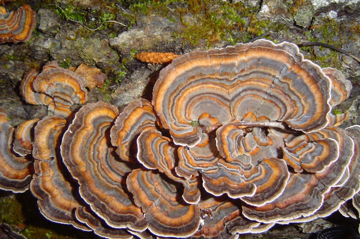 Трутовик Траметес разноцветный trametes versicolor