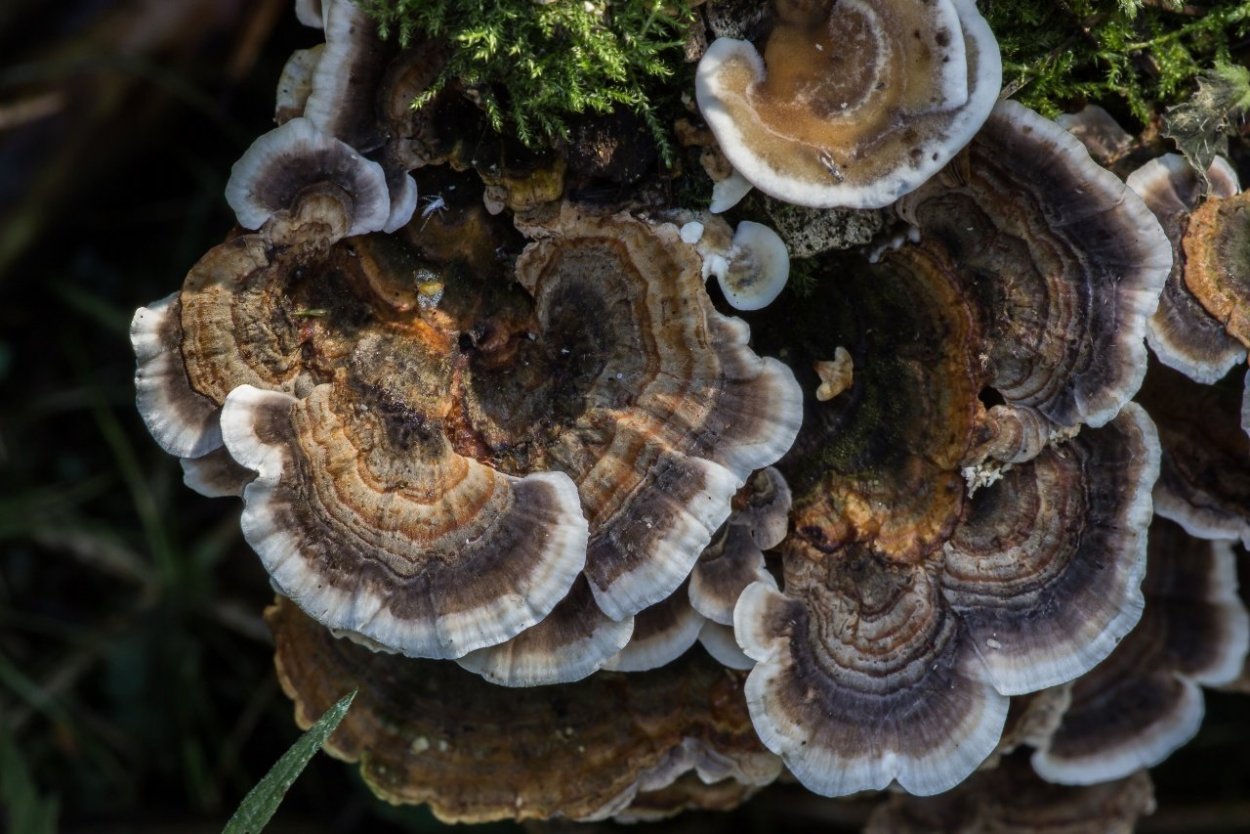 Trametes versicolor
