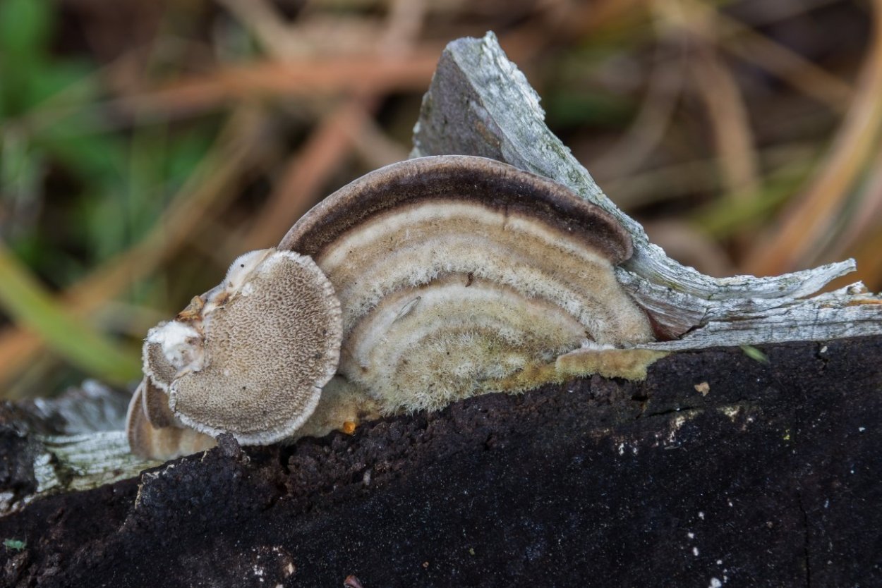 Trametes polyzona