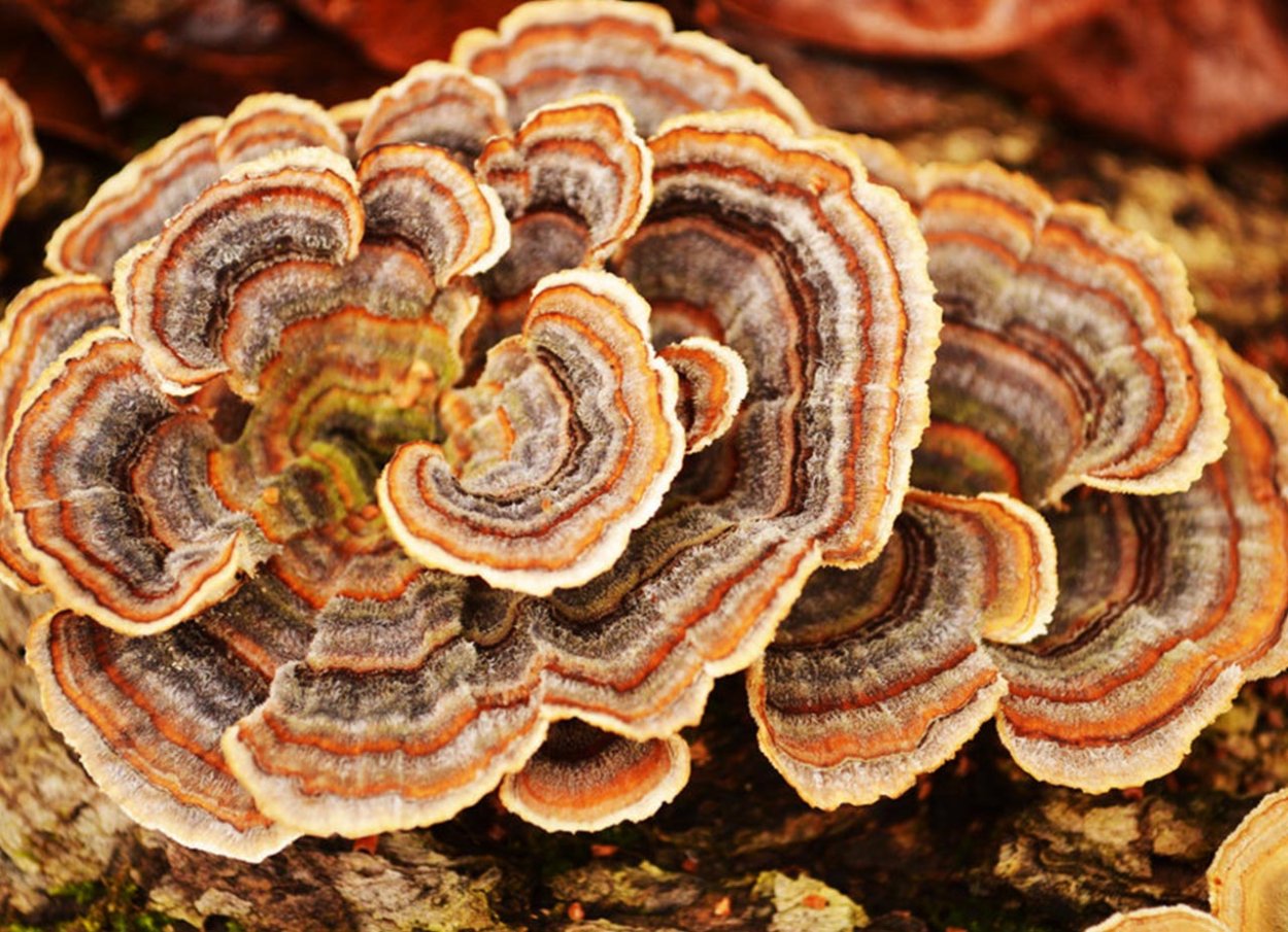 Траметес разноцветный (trametes versicolor)