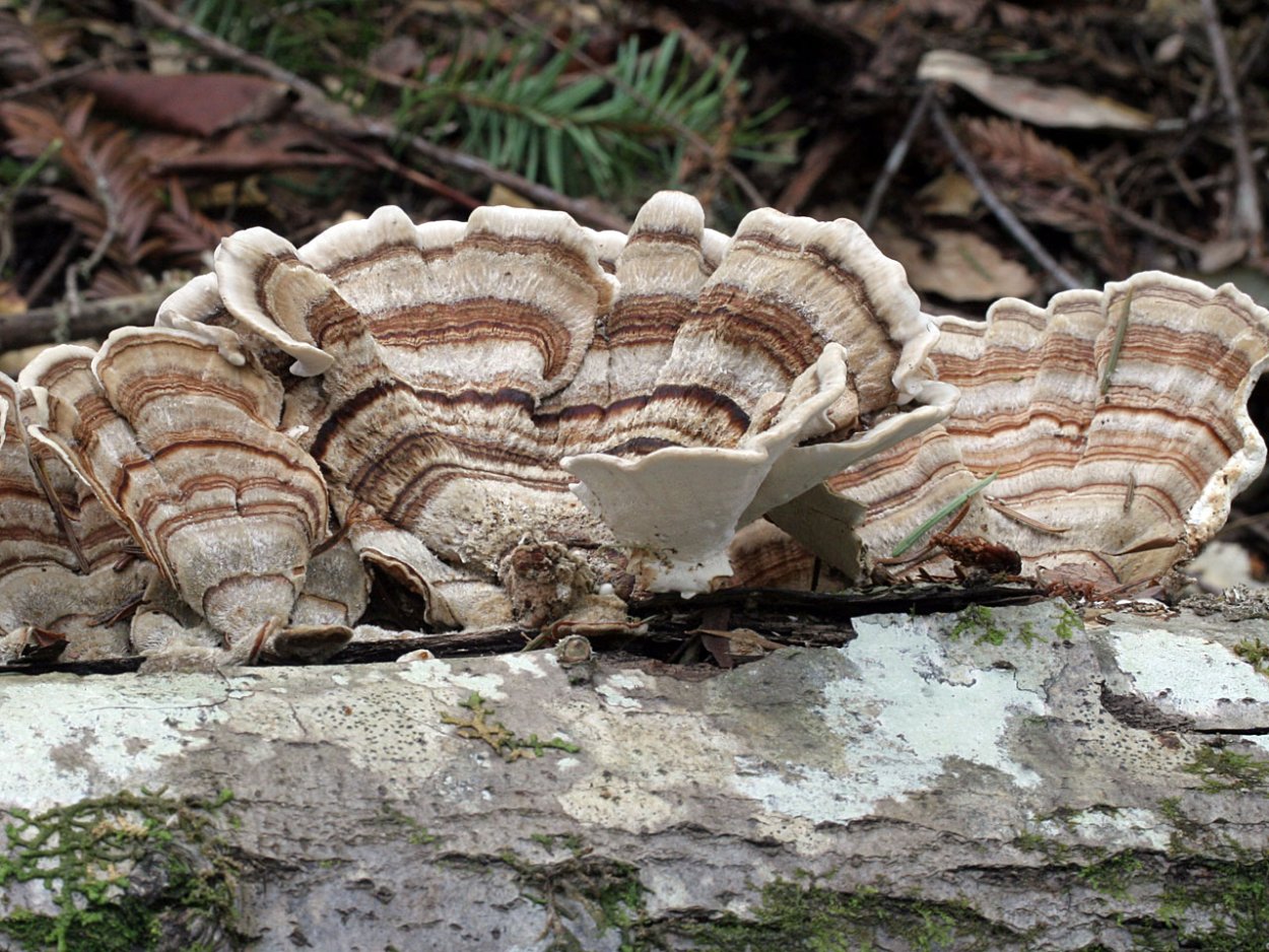 Trametes versicolor — трутовик разноцветный, «хвост индейки»