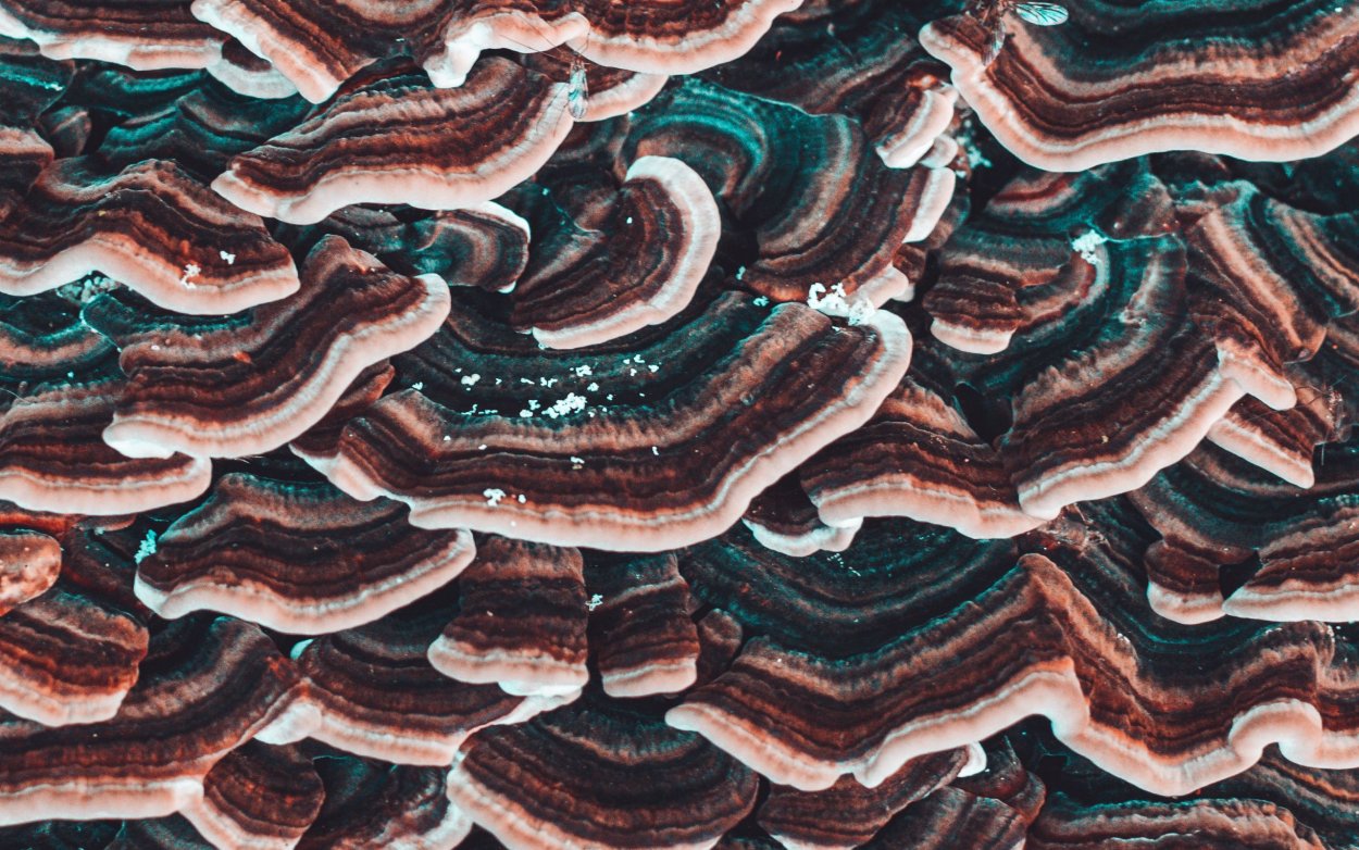 Trametes versicolor трутовик разноцветный