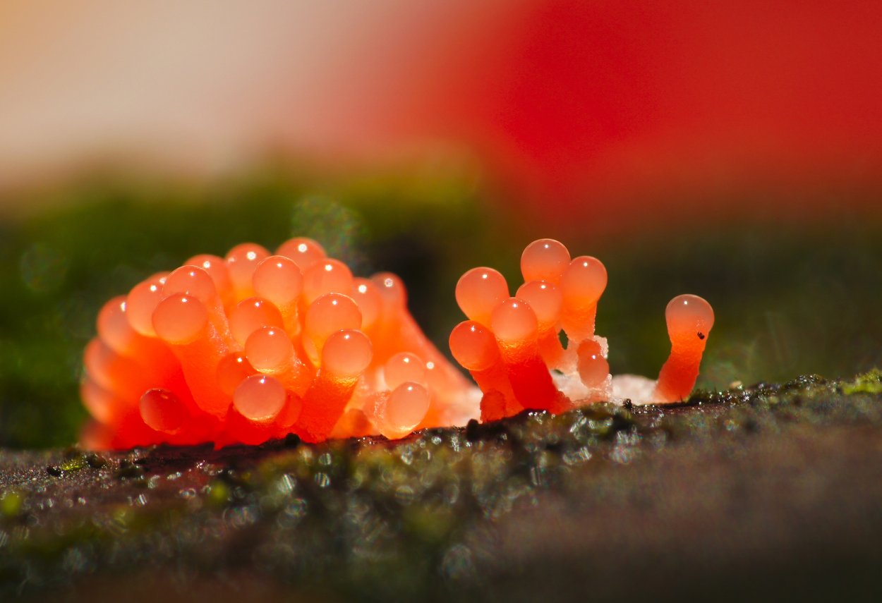Elaeomyxa Cerifera