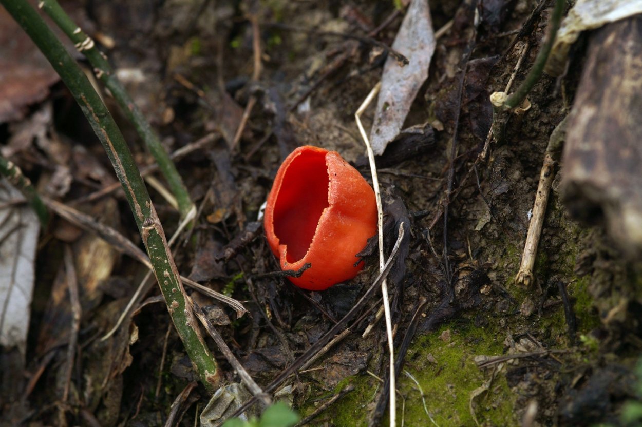 Tubifera ferruginosa