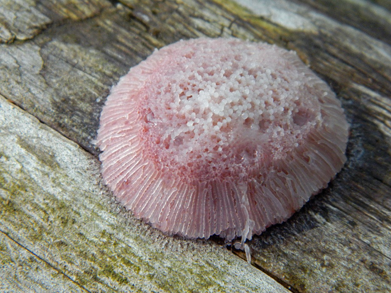 Lycogala Epidendrum