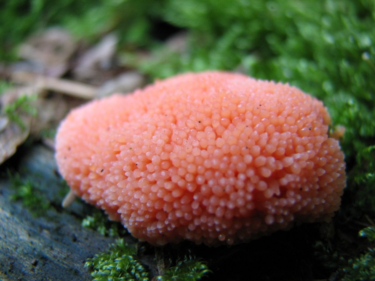 Энтеридиум дождевиковый Enteridium Lycoperdon