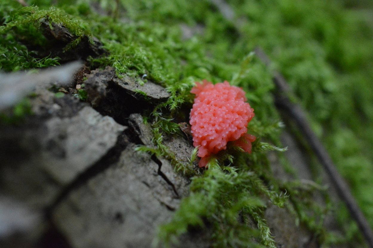 Грибы fungi