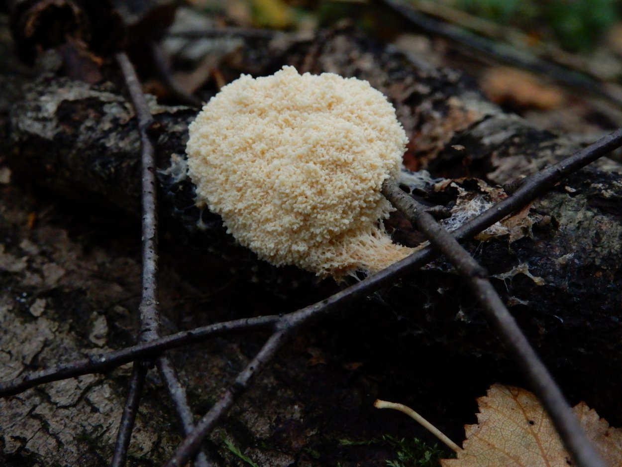 Elaeomyxa Cerifera Радужный пурпурный гриб