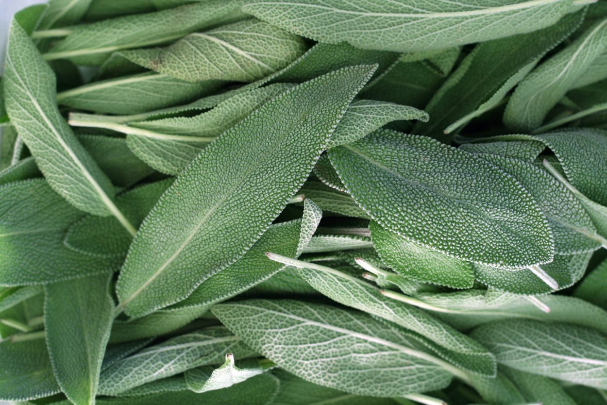 Шалфея листья Salvia