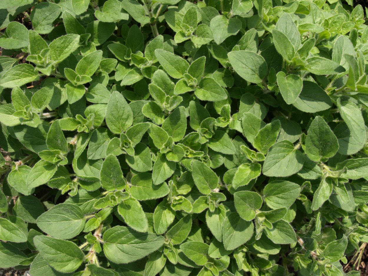 Origanum Majorana (майоран)