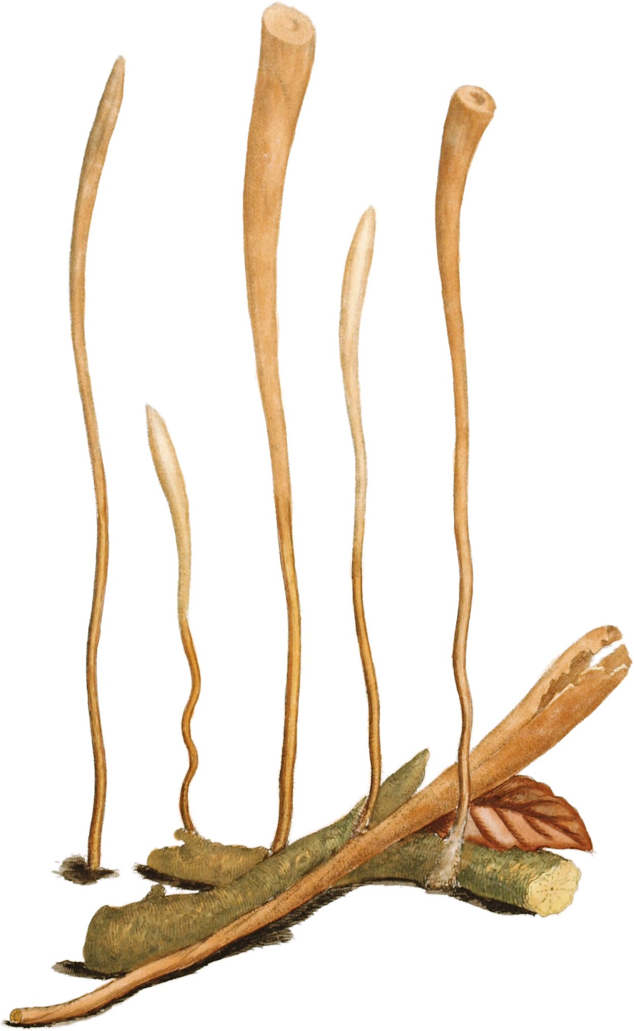 Macrotyphula fistulosa