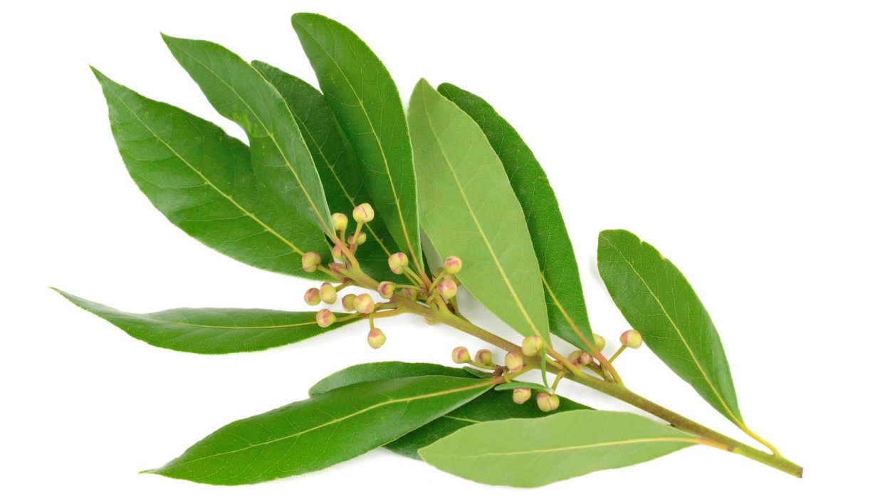 Лавровый лист Laurel Leaf