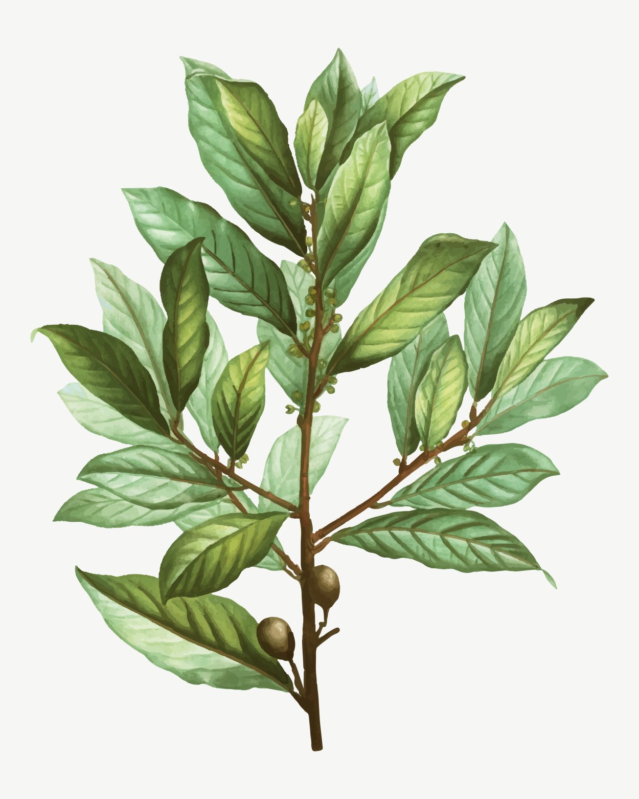Laurus Nobilis ботаника