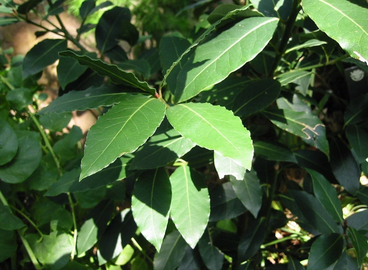 Laurus Nobilis листья