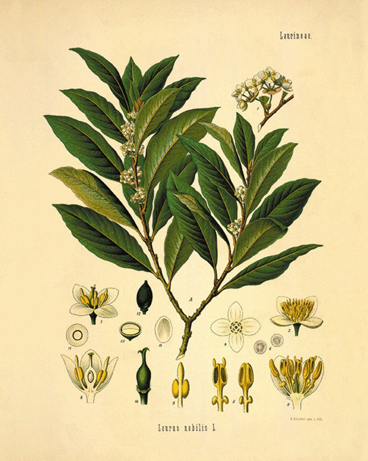 Laurus Nobilis ботаника