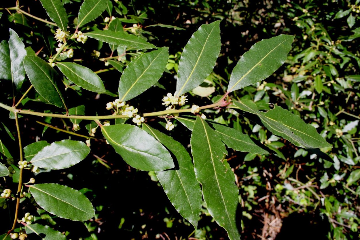 Laurus Nobilis Leaf