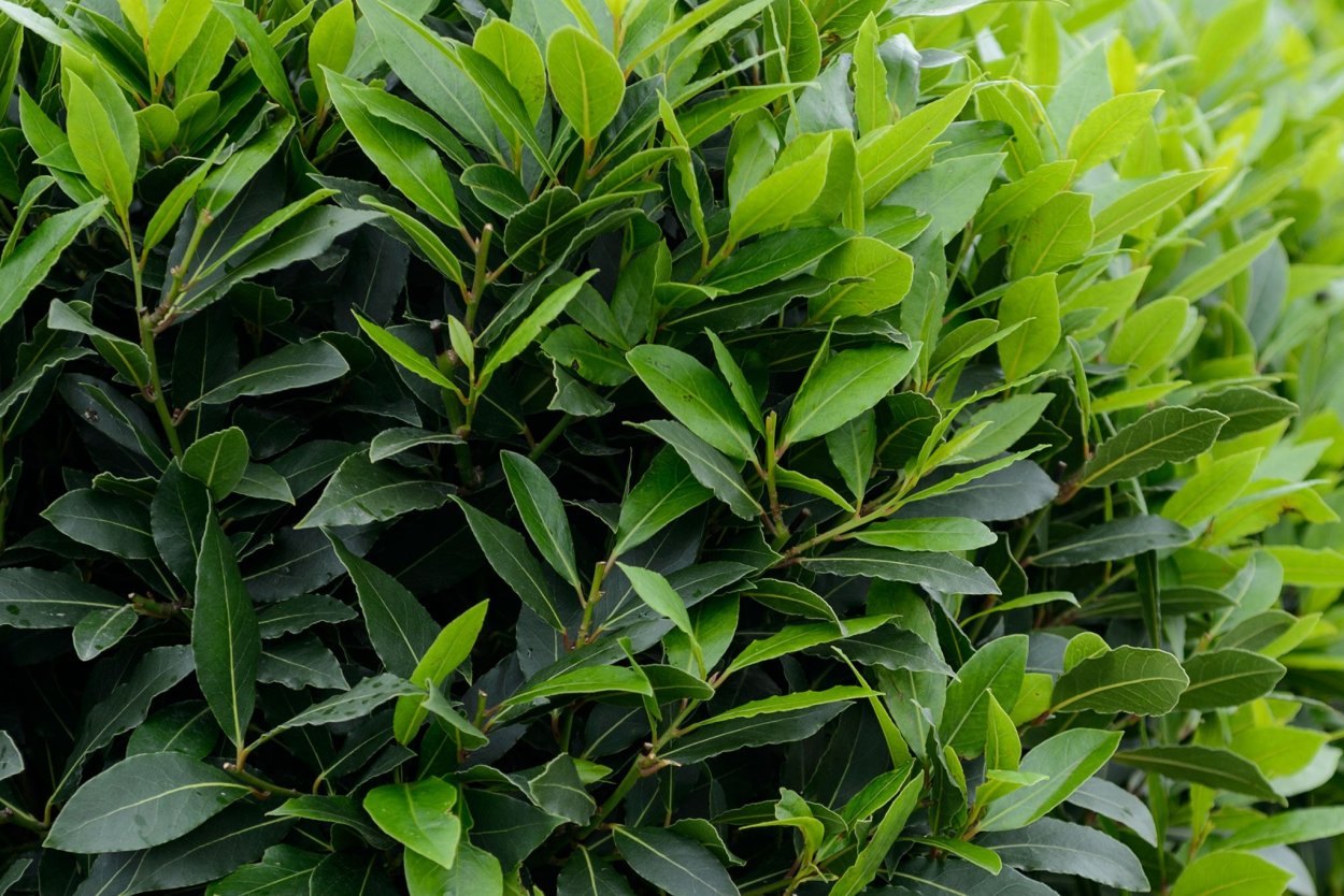 Лавр благородный (Laurus Nobilis)